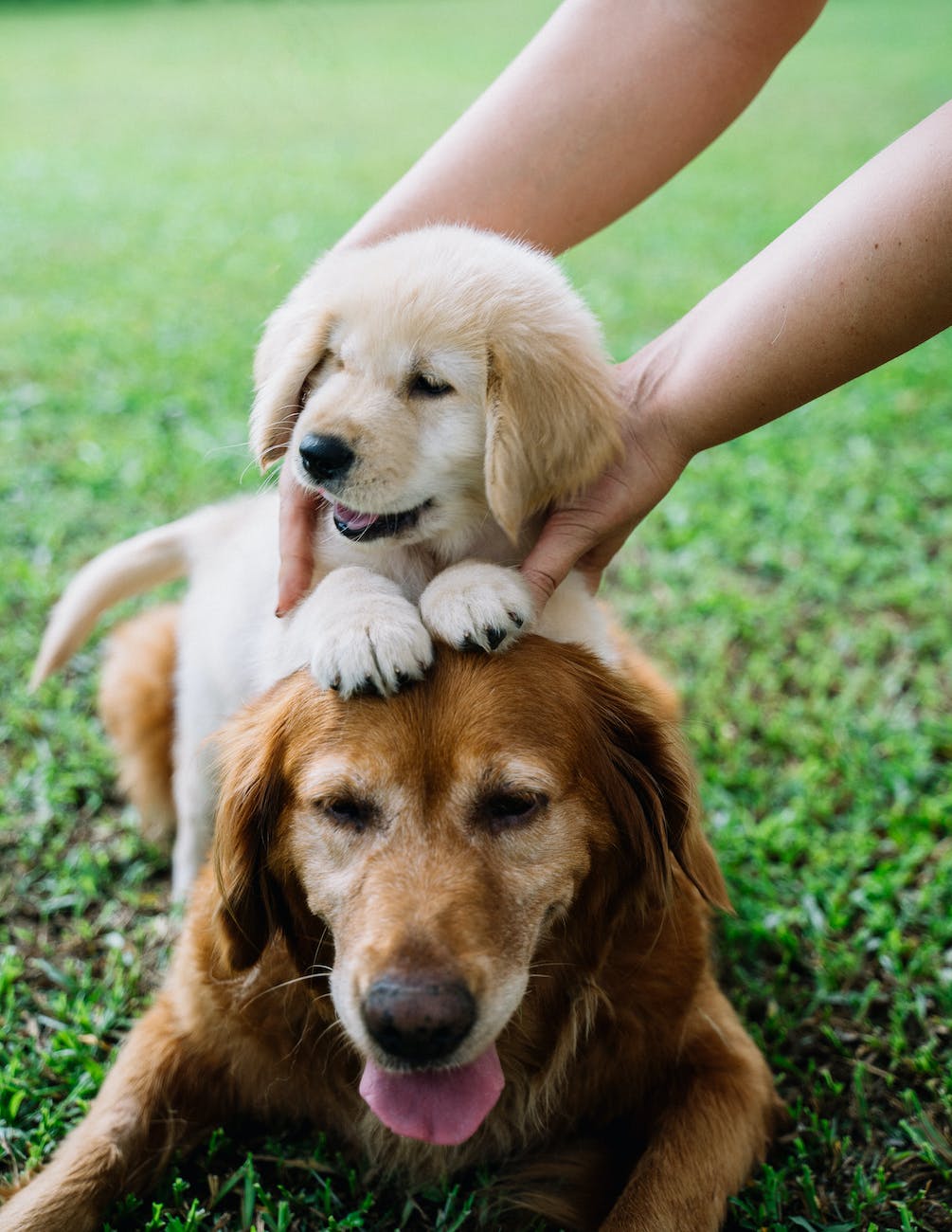 …Mis Bichos Favoritos…
